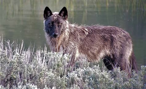 Wildlife Viewing | Yellowstone Country Montana