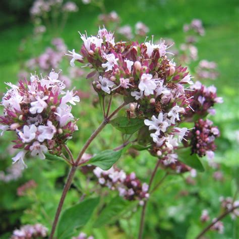 Wild marjoram (Origanum vulgare) wildflower plants for pollinators