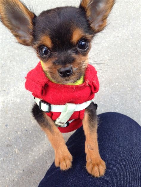 Chihuahua Yorkie mix. | Cute n funny animals | Pinterest | Animal, Funny animal and Doggies