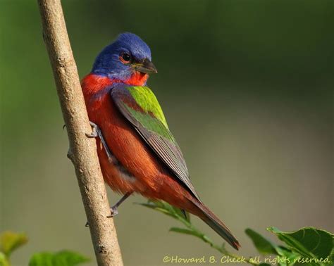 1000+ images about Birds of Houston & Texas on Pinterest | Birds, Hummingbirds and Herons