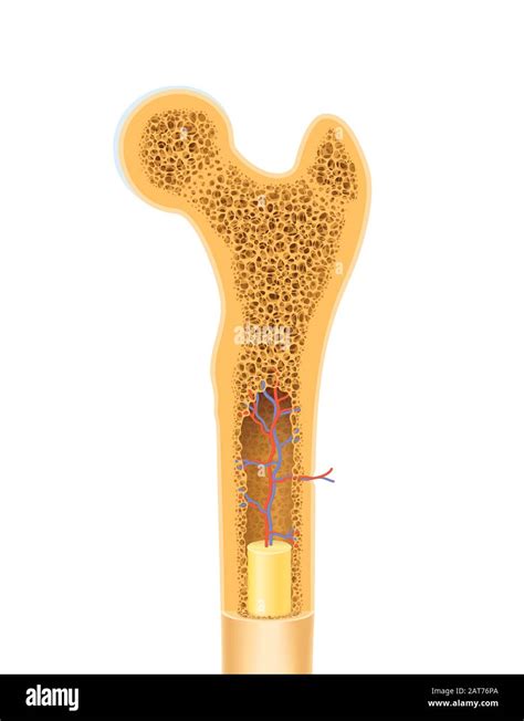 Anatomy of human bone spongy structure vector illustration Stock Photo ...