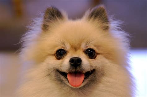 Cute Dogs: Pomeranian dog