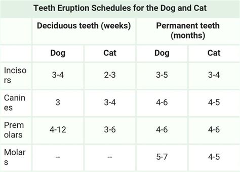 Kitten Teeth Age Chart