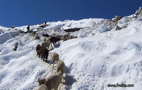 Leh Ladakh in winter | Leh ladakh, Paradise on earth, Leh