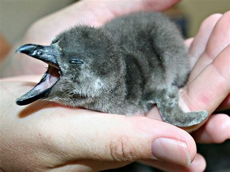 Penguin Chick a Special Delivery - ZooBorns