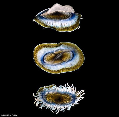 Incredible microscopic sea creatures caught on camera | Daily Mail Online