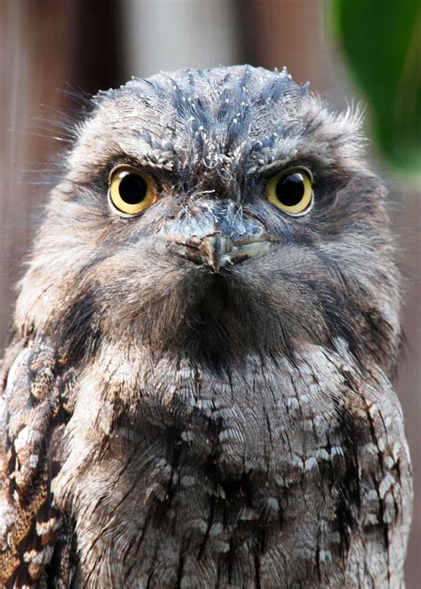 32 Tawny Frogmouth Facts: Cute and Camouflaged (Podargus strigoides ...