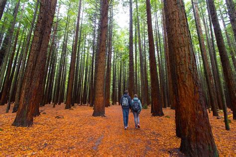 Redwood Forest - Arawa Park Hotel