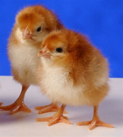 Rhode Island Red Baby Chicken Chicks For Sale | Cackle Hatchery