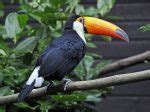 Toco Toucan Facts, Habitat, Diet, Life Cycle, Baby, Pictures