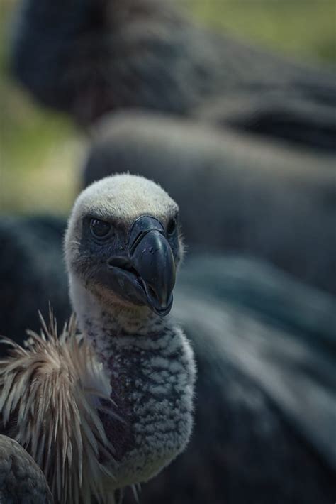 The Importance of Vulture Rehabilitation in Preserving our Natural ...