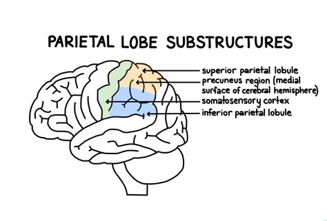 Parietal Lobe: Definition, Functions, Structure & Location