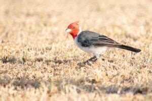 Meet The Red-Crested Cardinal (Photos & Facts)