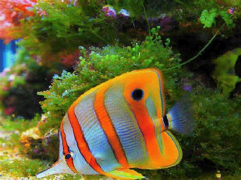 peces bellos en el fondo del mar | Criaturas marinas bonitas, Peces ...