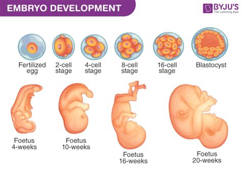 Embryo Development - A Development process of Fetus - Week by Week