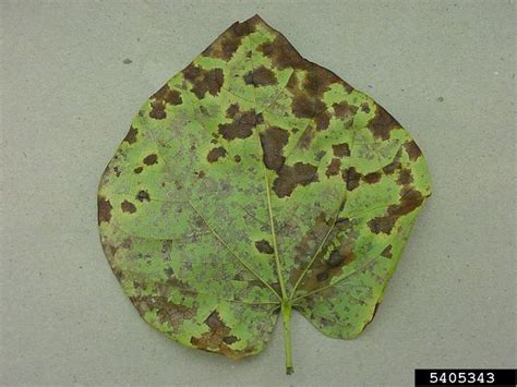 Pseudocercospora leaf spot (Pseudocercospora vitis (Lév.) Speg.)