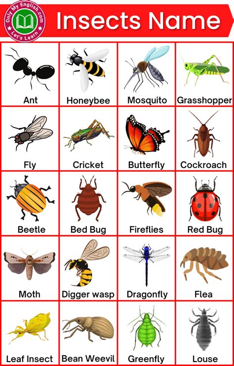 100+ List of all Insects Name in English with Pictures