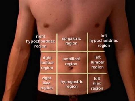 Anatomy of abdomen and regions of trunk