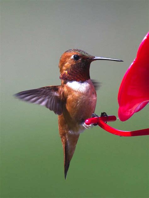 Rufous Hummingbird - eBirdr