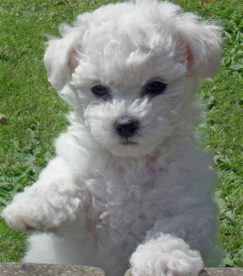 Bichon Frise Puppies Picture Nj