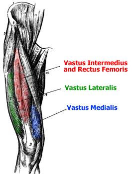 Anatomy of the Quadriceps Muscles - Vastus Medialis, Vastus Intermedius ...