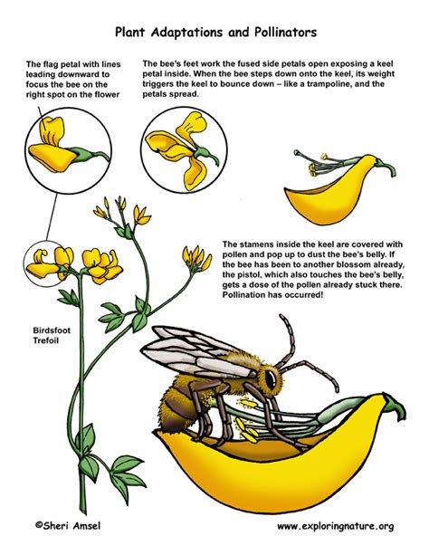 Honey Bee Pollination Diagram