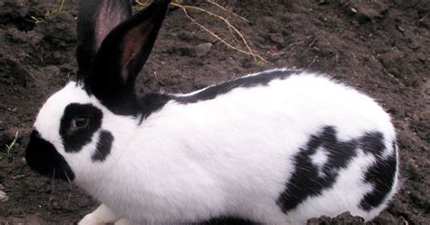 Checkered Giant Rabbit Breed Information and Pictures - PetGuide.com ...