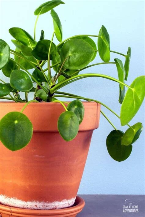 The Ultimate Guide to Houseplants for Beginners (2021 Edition)