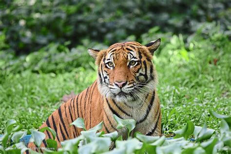 Creating a safe habitat for tigers | The Star