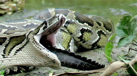 Python eats Alligator 01, Time Lapse Speed x12 - YouTube