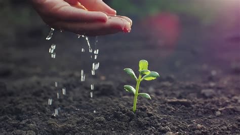 Watering Young Plant Stock Footage SBV-326610307 - Storyblocks