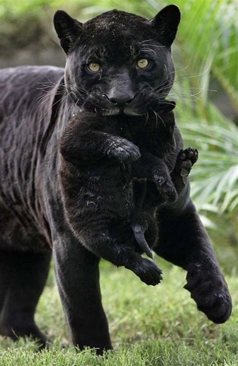 Someone Notices That Panthers Are Just XXXL Sized Black Cats, Compares ...