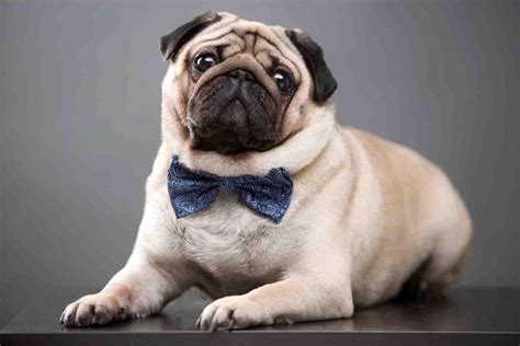 Pug Dog | Pugs, Pug dog, Pug dog pictures