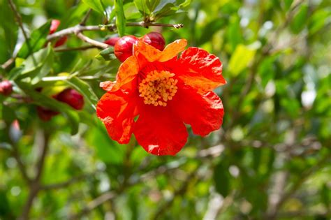 Pomegranate Flower Flowering Trees · Free photo on Pixabay