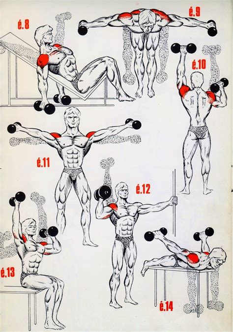 Comment Muscler chaque partie du corps : Explication Par Image | Shoulder workout, Bodybuilding ...