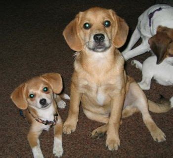 Pomeagle, Beagle Pomeranian Hybrid Dogs, Pomeagles | Hybrid dogs, Dog breeds, Pomeranian mix