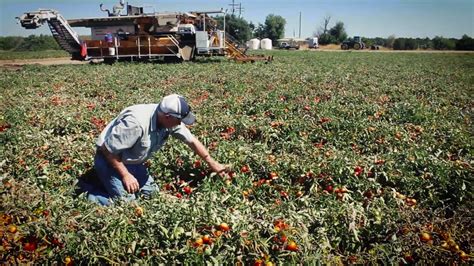 Processing tomato harvest - YouTube