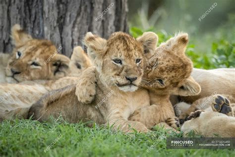 Lion cubs cute at wild life — nature, outside - Stock Photo | #273826450