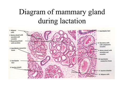 Mammary Gland Labelled Diagram