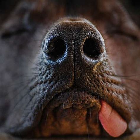 Why Do Dogs Sleep With Their Tongue Out? - Dogtelligent