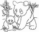 Printable Panda Coloring Pages sketch template