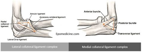 Elbow ligaments : Simplified Anatomy | Epomedicine