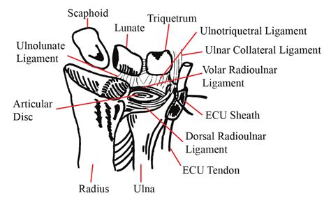 Distal radioulnar joint anatomy. ECU, extensor carpi ulnaris. | Download Scientific Diagram