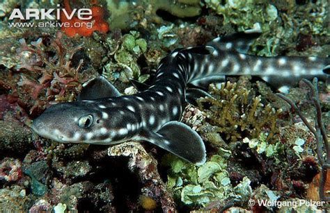 Coral catshark - Alchetron, The Free Social Encyclopedia