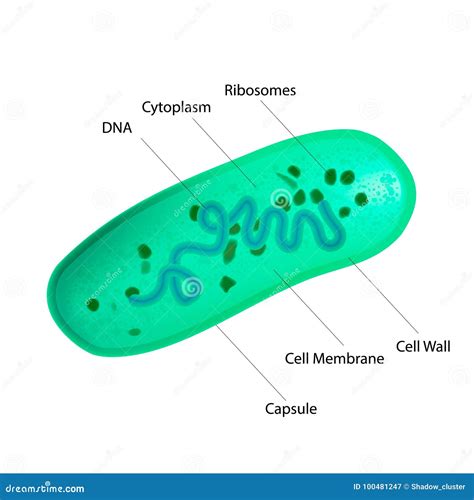 Lactobacillus Bacteria Structure Cartoon Vector | CartoonDealer.com ...