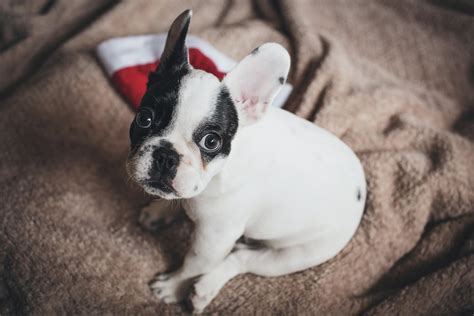 White and Black French Bulldog Puppy on Brown Textile · Free Stock Photo