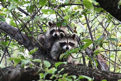 How to Keep Raccoons Out of Your Garden - Dengarden