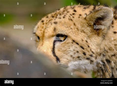 A portrait of a wild gepard with focus on its eyes looking aside Stock ...