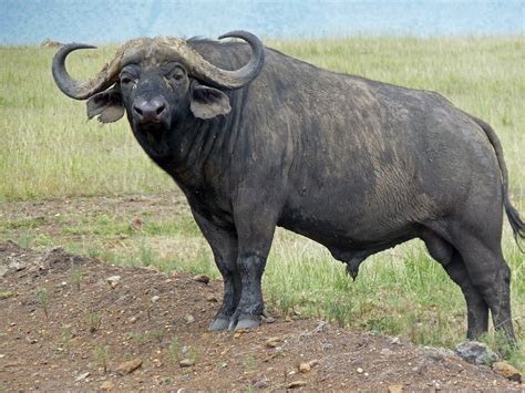 FACTS ABOUT BUFFALOS – Abana Safaris - Africa Safari Packages