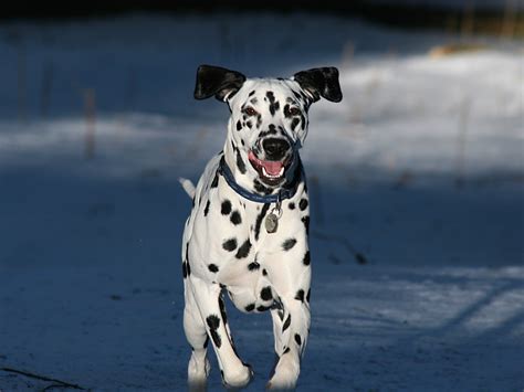 🔥 [40+] Dalmatian Spots Wallpapers | WallpaperSafari